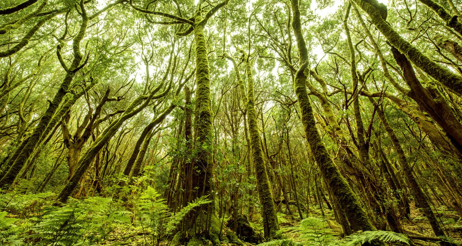 Forêt de la Massane