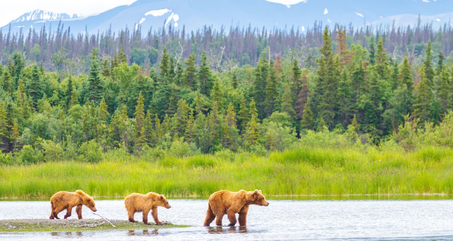 Voyage en Alaska : conseils et préparation