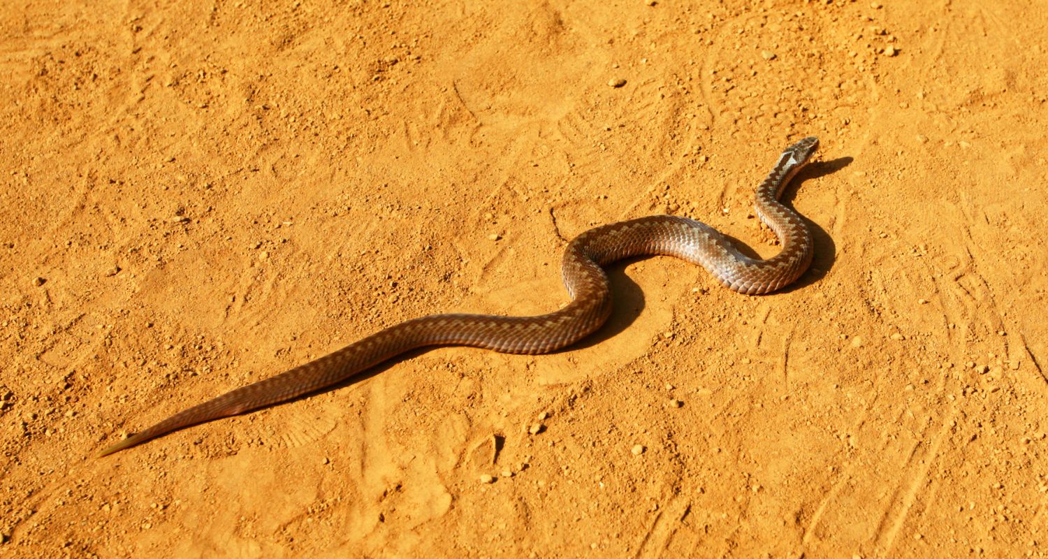 serpent désert sahara