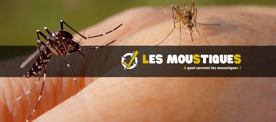 A quoi servent les moustiques ?