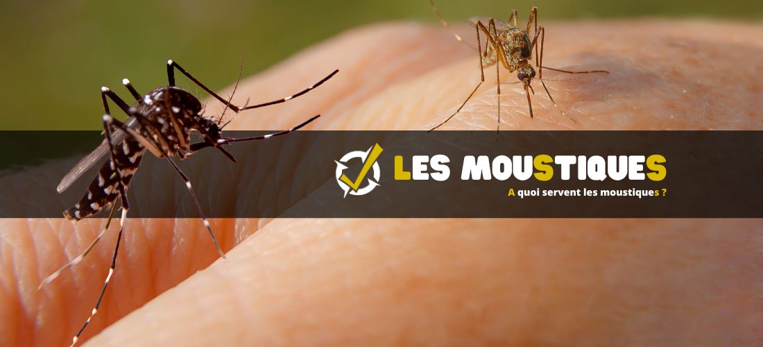 A quoi servent les moustiques ?