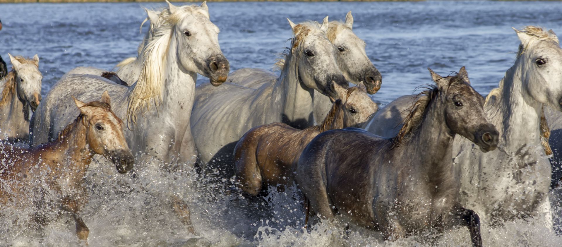 La Camargue en Provence